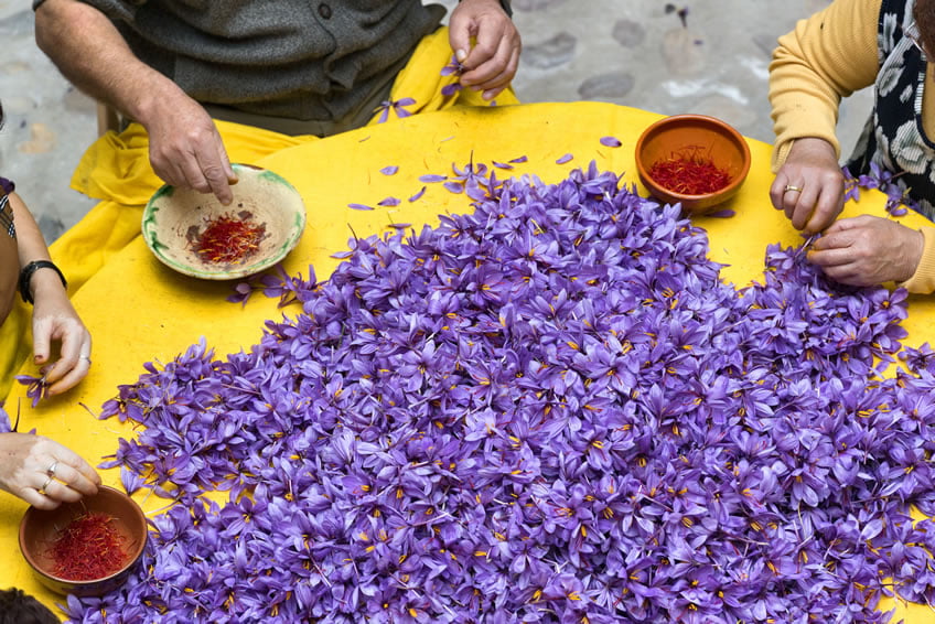 Collecting saffron stigma from the flower of the crocus sativus