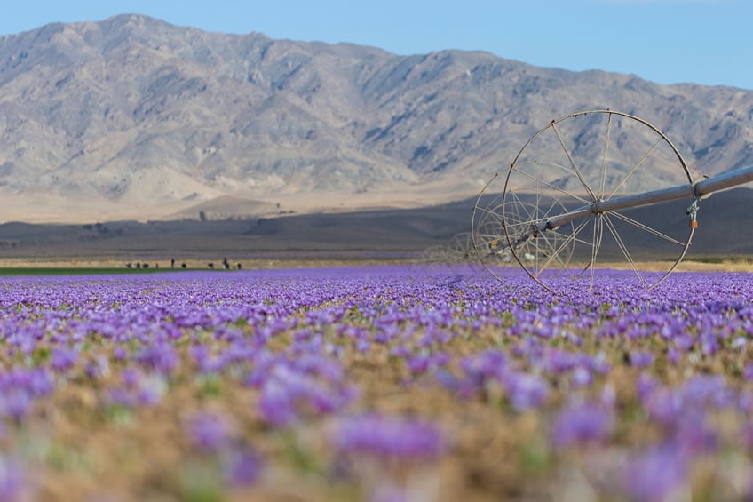 The crocus sativus thrives in the fertile fields of Khorasan