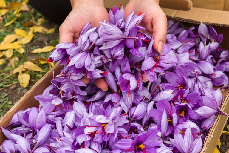 What is Saffron? All You Need To Know Sara Saffron