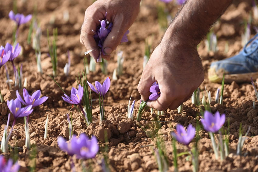Saffron harvesting by hand