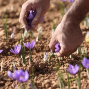 Why is saffron so expensive?