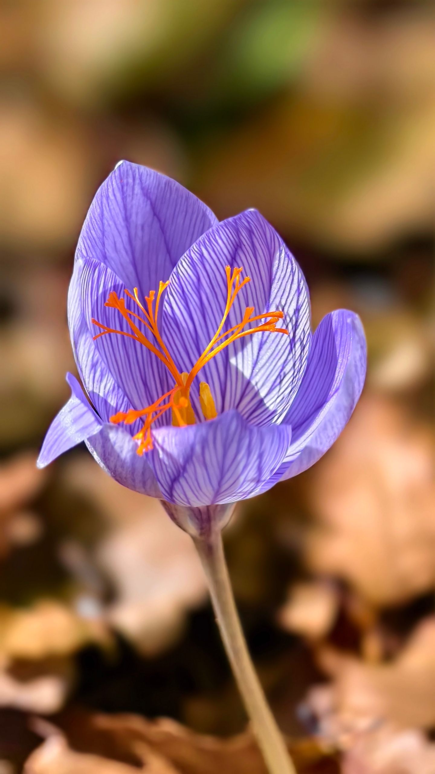 Aromatic fresh saffron stigmas