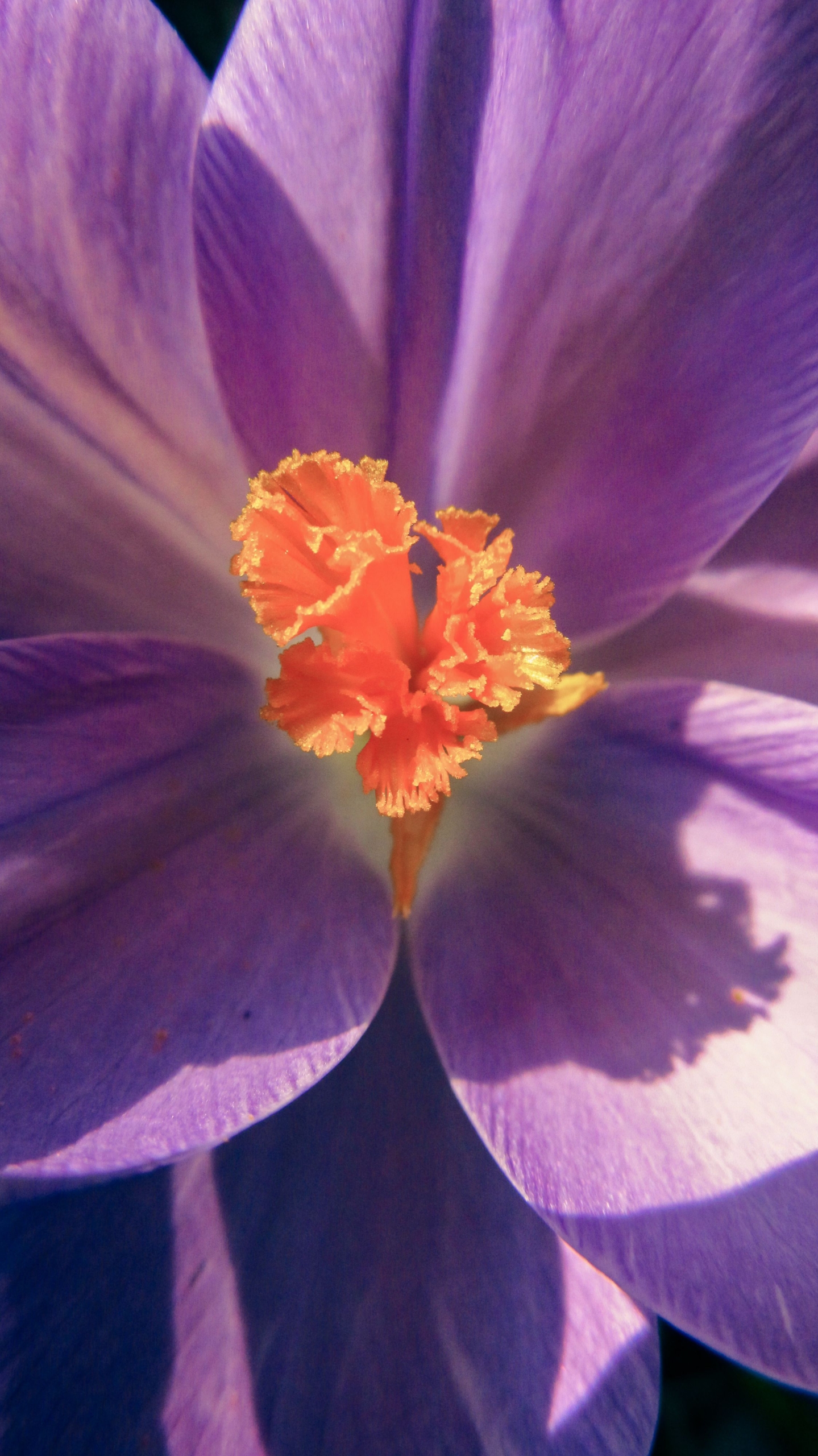 Golden infusion demonstrating saffron solubility in water