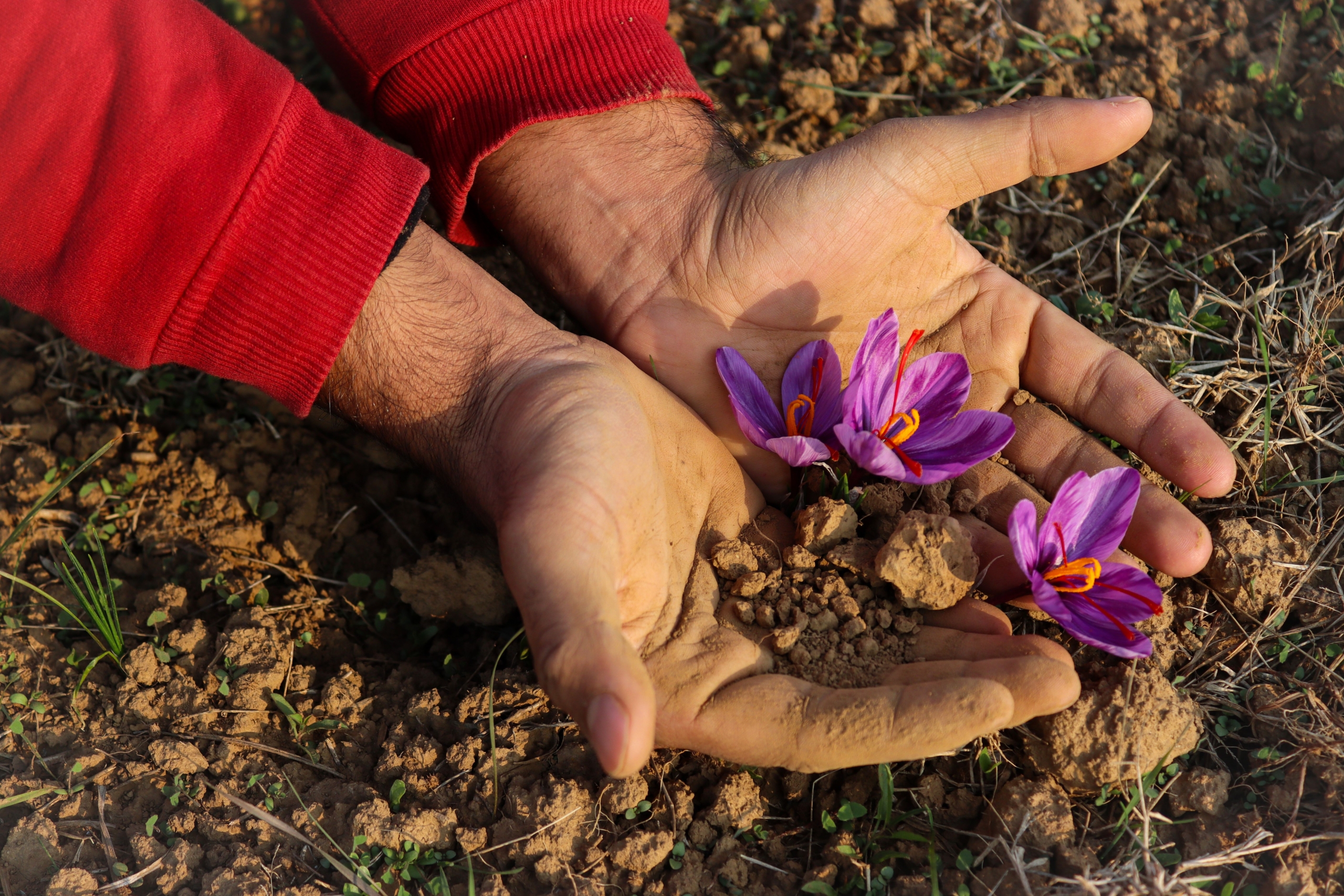High altitude saffron cultivation and harvesting